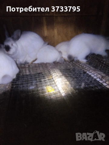 Калифорнийски зайци , снимка 10 - Други - 50565270