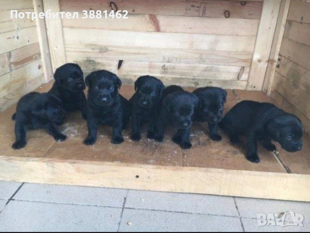 чистокръвни Лабрадор ретривъри, снимка 5 - Лабрадор ретривър - 52872646