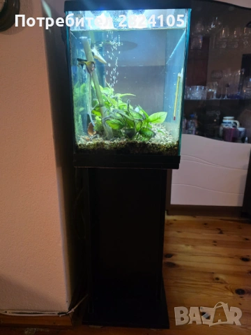подарявам аквариум, снимка 3 - Аквариуми - 54112721