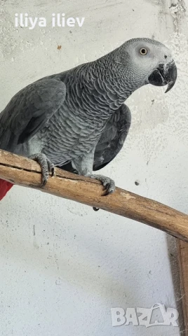 полово зряло мъжко кралско Жако, снимка 3 - Папагали - 51060917