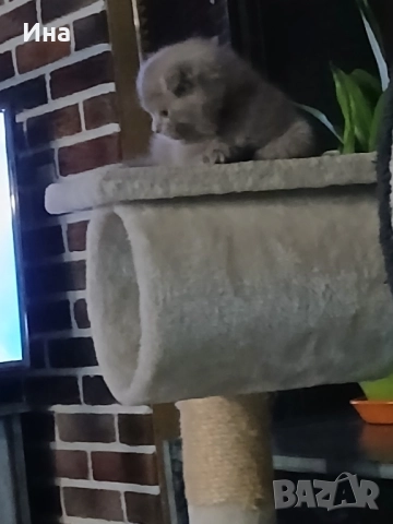 шотландски котки, снимка 12 - Други - 51869275