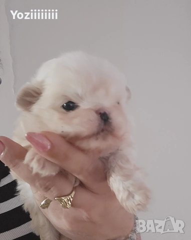 Кралски малки  пекинези, снимка 2 - Пекинез - 54316787