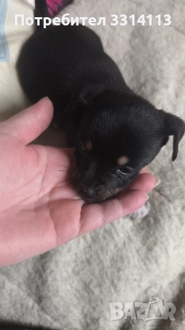 чихуахуа , снимка 11 - Чихуахуа - 52954778