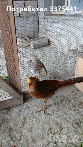 млади мъжки червено-златни фазани, снимка 6 - други­ - 53099190