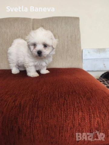 мини малтийска болонка, снимка 4 - Болонка - 53045076