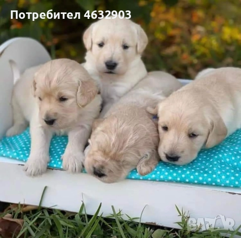 голдън ретривър кремав бонбон , снимка 7 - Голдън ретривър - 52804530