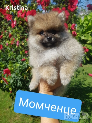 Померан померанче Гр. София, снимка 1