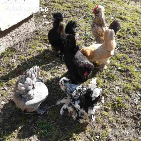 Струмски Бантам, снимка 13 - други­ - 49025276