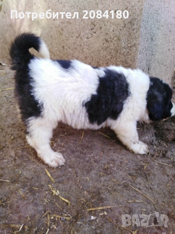 Продавам малки овчарски кученца, снимка 2 - Каракачанска овчарка - 52999016