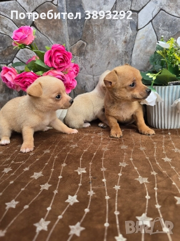 мини чиху пинчери, снимка 5 - Пинчер - 52585270