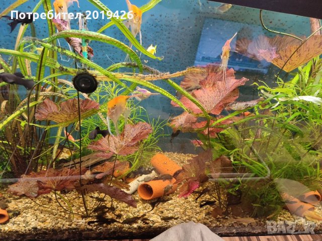 Нимфеа лотус червена, снимка 2 - Рибки - 40821275