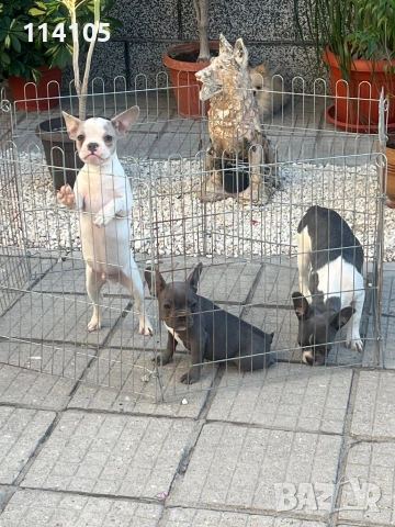 Френски булдог, снимка 2 - Френски булдог - 51817849