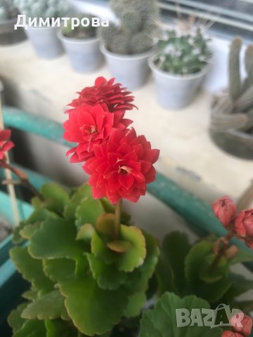 Каланхое , снимка 2 - Стайни растения - 44147128