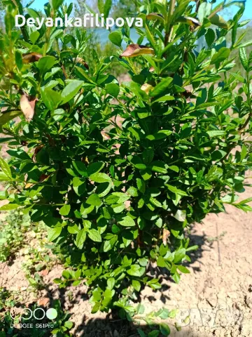 Зелен лигуструм   ,подрязван  гол корен- 070 см последни бройки ., снимка 2 - Градински цветя и растения - 18136492