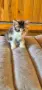 Продавам сибирски котенца , снимка 7