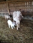 Продавам кози с ярета, снимка 8