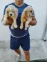 Кокер Шпаньоли А, снимка 3