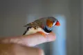 амадини финки зеброви амадини, снимка 2
