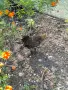 млади джинки !!!, снимка 6