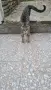 тигрово коте, женско, търси дом, снимка 1