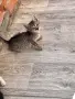 Подарявам котенца, снимка 1