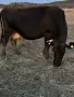 Продавам 11 Крави, снимка 7