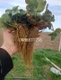 Предлагаме разсад ягоди, снимка 1