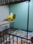 Продавам канарчета , снимка 3