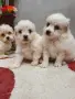 мини малтийски болонки, снимка 1