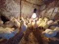 Малки пиленца - различни породи / Малки пилета , снимка 1