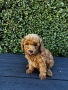Мини пудели / Mini Poodles, снимка 4
