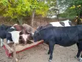 Продават се телета, снимка 1