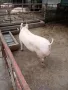 Нерезче, снимка 2