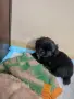 Кученца пекинези, снимка 4