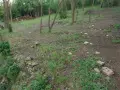 Парцел, село Шемшево, снимка 2