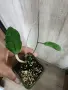 Хоя Nong Nooch с нов растеж, снимка 2