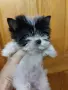 Бивер йорк, дребно момиче., снимка 1