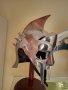 Римски шлем, снимка 1 - Колекции - 42684269