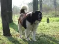 Женско българско овчарско куче , снимка 4