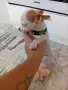 чихуахуа мини мъжки 4мец., снимка 4