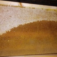 Изградени пчелни пити, снимка 4 - За пчели - 24401317
