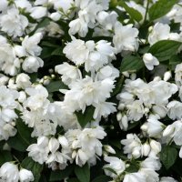 Филаделфус или още Булченски венец, Philadelphus Minnesota Snowflake, снимка 3 - Градински цветя и растения - 40394475