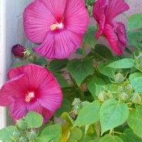 Градински хибискус, снимка 1 - Градински цветя и растения - 29290081