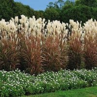 Мискантус Пурпурасценс, студоустойчива трева, снимка 5 - Градински цветя и растения - 38141351
