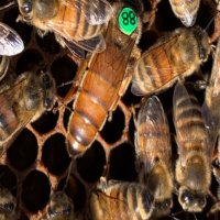 Пчелни семейства , отводки и майки 2024, снимка 1 - Други животни - 44211419