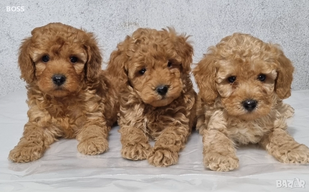 Той Пудел Мини Пудел, снимка 1