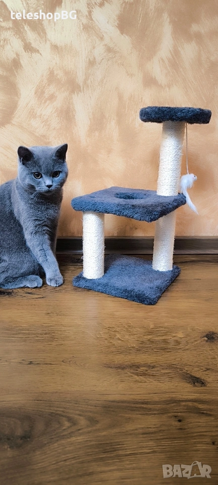 Котешка катерушка , снимка 1