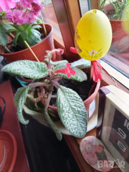 Продавам цвете Ахименес , снимка 1