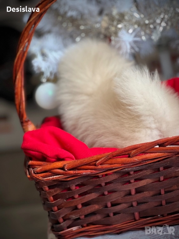 Мини померан, снимка 1