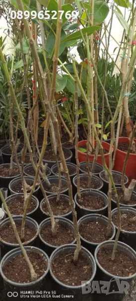 Смокиня Далмантинска, снимка 1